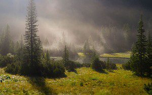 Morning sunlight filters through mist over a lush forest clearing.